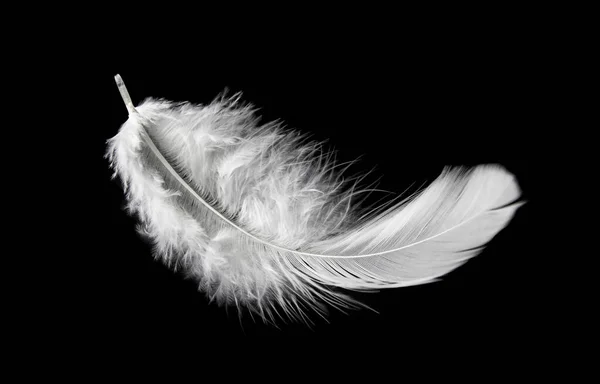 Solteiro Whitte Fluffy Feather Isolado Fundo Preto Pena Cisne — Fotografia de Stock