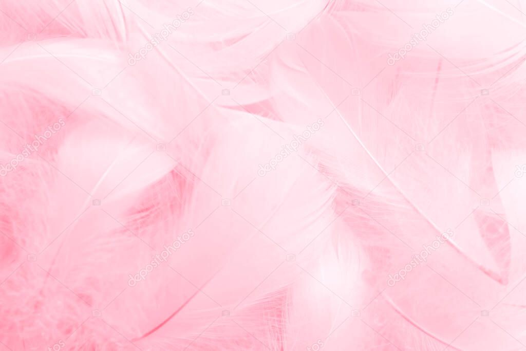 Beautiful Pink and White Feathers Texture Vintage Background. Swan Feathers
