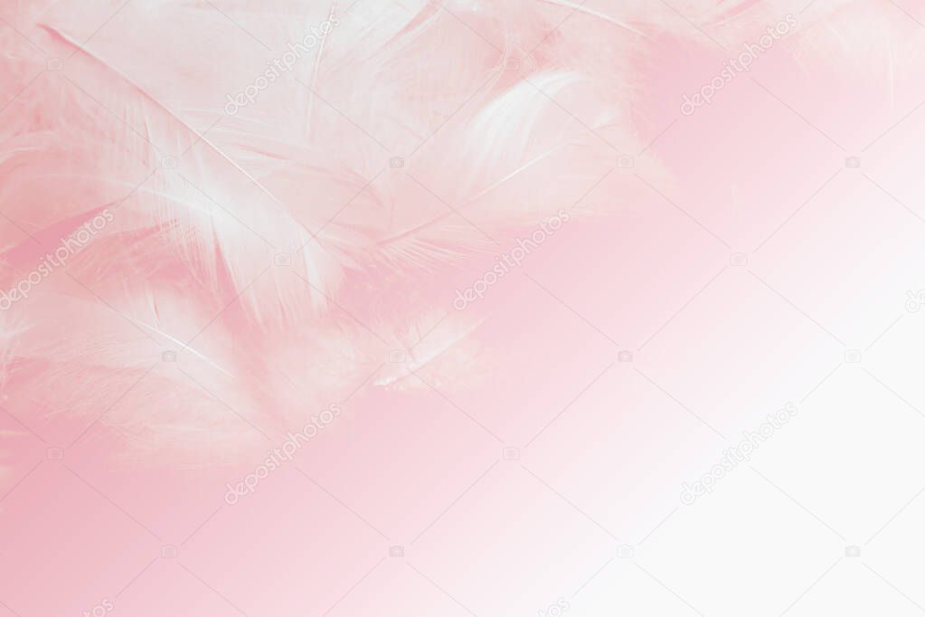 Beautiful Soft Pink Feathers Texture Vintage Background