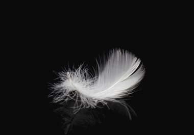 Single White Fluffly Feather on Black Background. Swan Feather clipart
