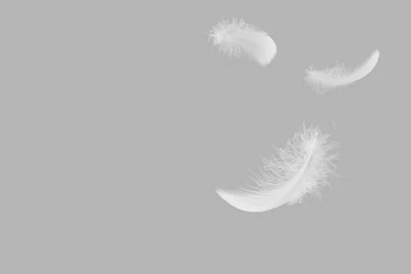 轻盈的白鸟羽毛坠落的空气 天鹅绒羽毛 复制文本空间 灰色背景 羽毛未丰 — 图库照片
