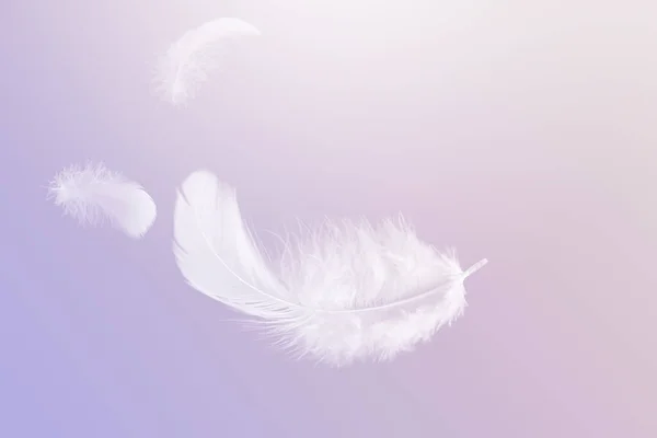 宙に浮いている白いふわふわの羽の光 コンセプトで天に飛ぶ白鳥の羽 — ストック写真