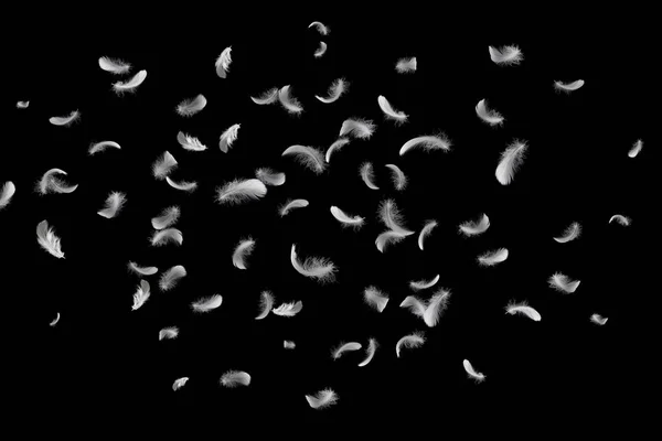 Група Білих Птахів Плаває Чорному Фоні Падає Пір — стокове фото