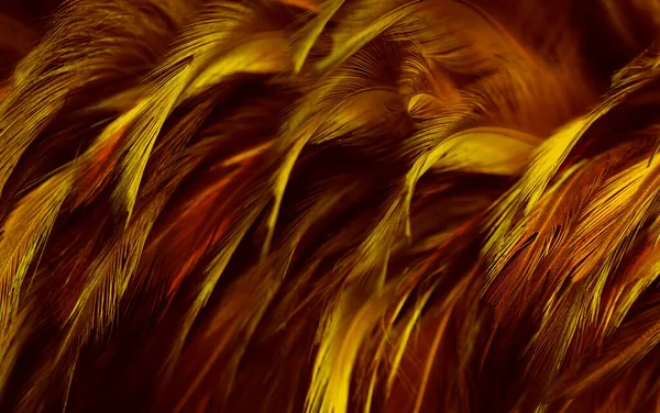 美丽的金黄色羽毛纹理复古背景 — 图库照片
