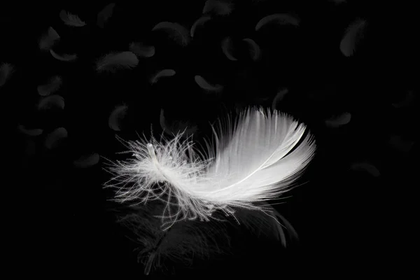 Plumes Blanches Moelleuses Sur Fond Noir Les Plumes Cygne Tombent — Photo