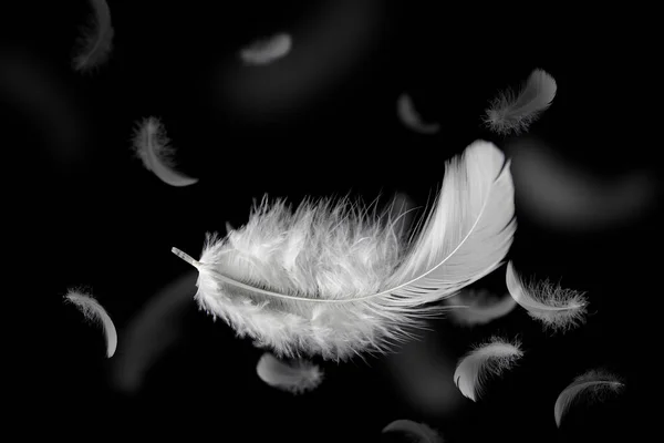 Abstract. Soft Lightly of White Feathers Falling Down on Black Background. Feather Floating in the Air.