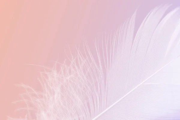パステルピンクの背景に白い羽の美しいマクロ写真 — ストック写真