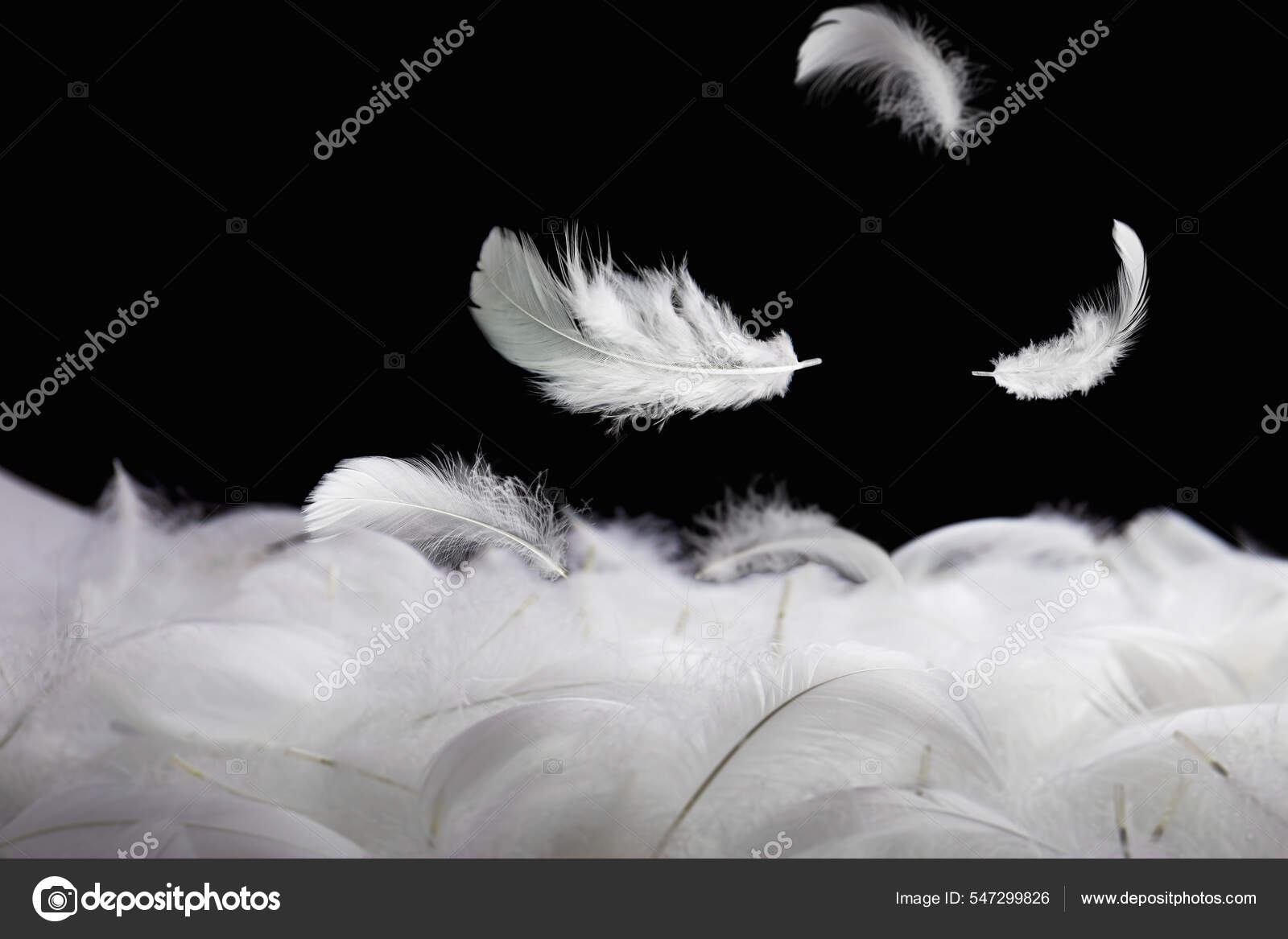 solf white feathers falling in the air. black background. Stock Photo
