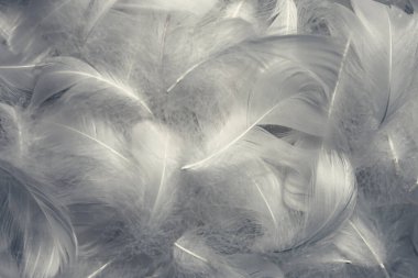 Beyaz Kabarık Tüylü Tüylü Doku Vintage Arka planı. Yumuşak Kuğu Tüyleri.