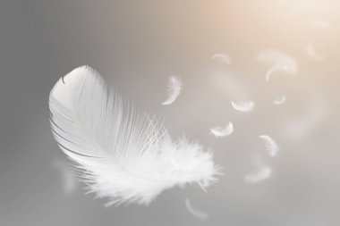 Gökyüzünde süzülen Beyaz Kuş tüylerinin yumuşaklığı. Kuğu tüyü cennette uçuyor..
