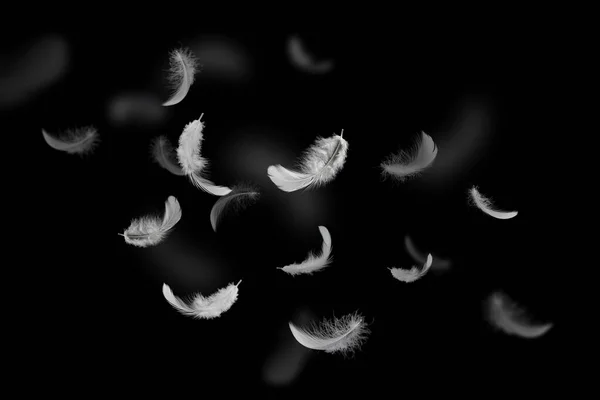 Soft White Fluffly Feathers Floating Air Swan Feather Black Background — Stock Photo, Image