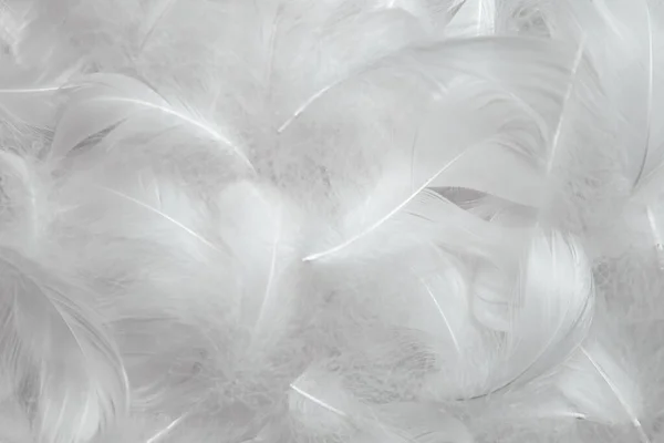 Blanco Fluffly Plumas Textura Fondo Vintage Plumas Blandas Cisne —  Fotos de Stock