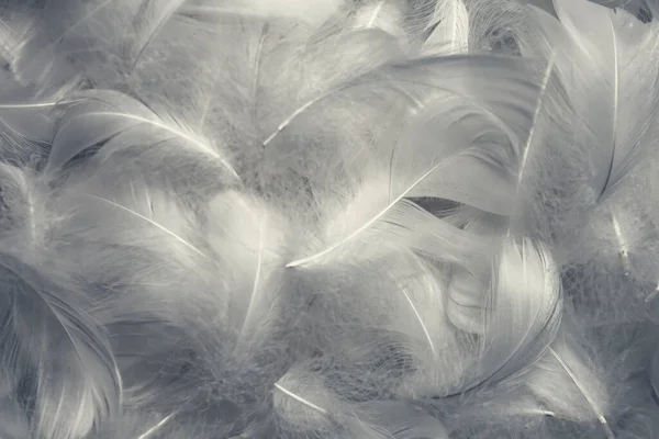 ホワイトふわふわ羽テクスチャヴィンテージ背景 柔らかい白鳥の羽 — ストック写真