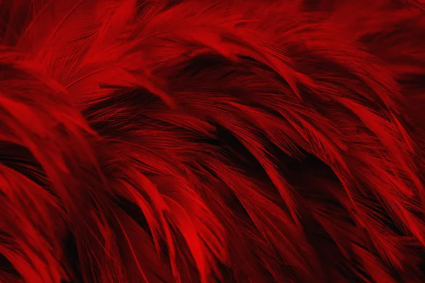 美しい赤暗い羽テクスチャヴィンテージ背景 — ストック写真