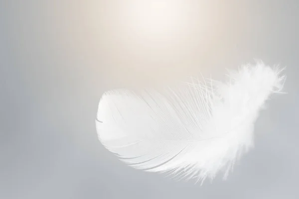 一只白鸟的羽毛飘扬在天空 天上飞的天鹅羽毛 — 图库照片
