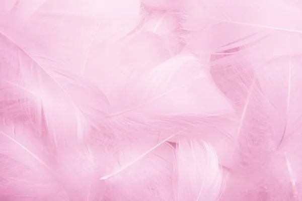 Beautiful Pink Feathers Texture Background