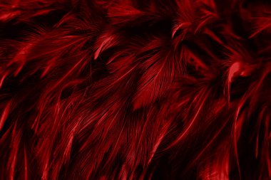 Güzel Kırmızı Koyu Tüylü Doku Eski Arkaplanı. Siyah Kuğu Tüyleri.