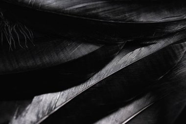 Siyah Kuş Tüyleri Doku Vintage Arkaplanı