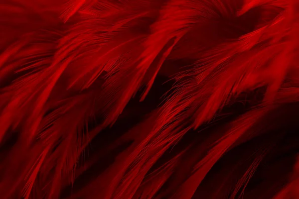 Красно Темные Оттенки Оттеняют Винтажный Фон Swan Feathers Black — стоковое фото