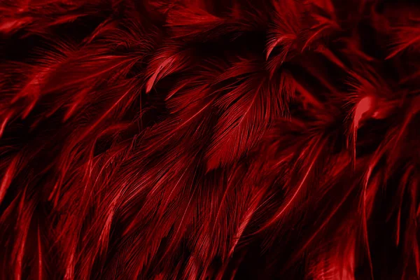 Belle Rouge Plumes Sombres Texture Vintage Fond Plumes Cygne Sur — Photo