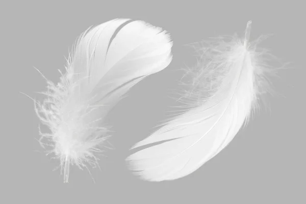 Plumes Blanches Moelleuses Sur Fond Gris Plume Cygne — Photo