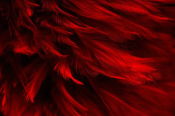 红色深色羽毛纹理复古背景 天鹅羽毛在黑色上 — 图库照片