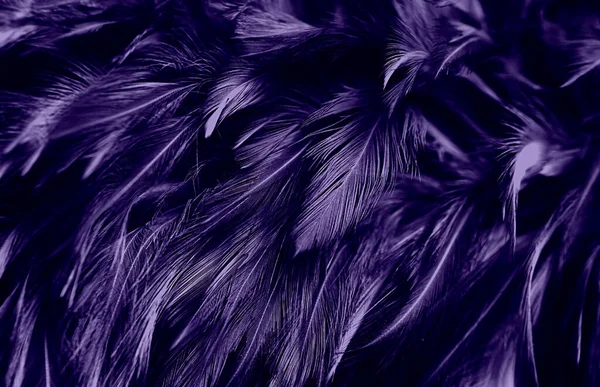 Purple Dark Feathers Pattern Texture Vintage Background — Stock Photo, Image