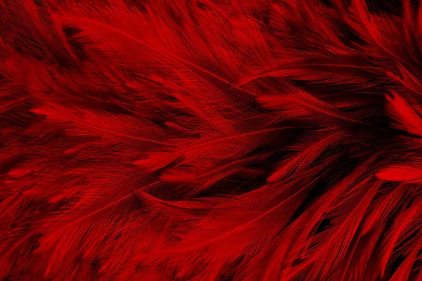 Rosso Scuro Piume Texture Vintage Sfondo — Foto Stock