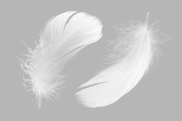 White Fluffly Feathers Gray Background Swan Feather — Stock Photo, Image