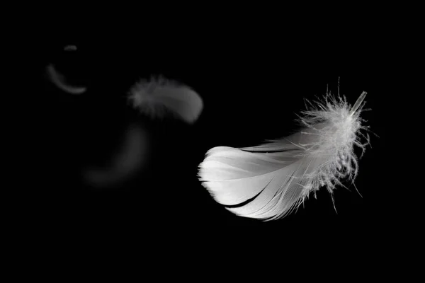 Αφηρημένη Ελαφρώς Μαλακό Των Λευκών Αφράτων Φτερών Επιπλέει Μαύρο Κύκνος — Φωτογραφία Αρχείου