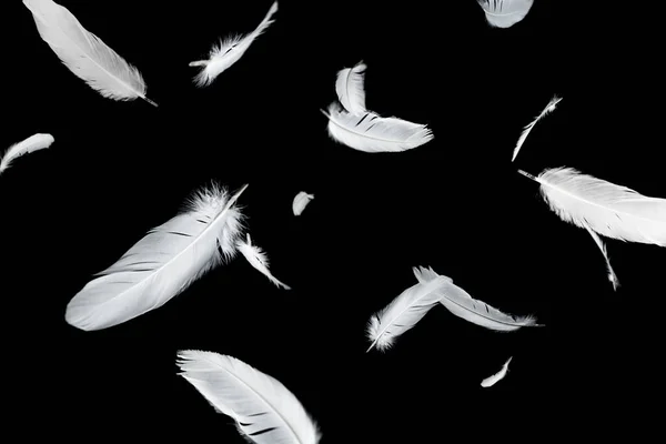 Abstrakt Grupp Vita Fjädrar Flyter Mörkret Fjädrar Med Svart Bakgrund — Stockfoto