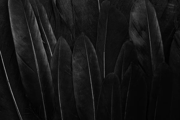 黑鸟羽毛质感背景 — 图库照片