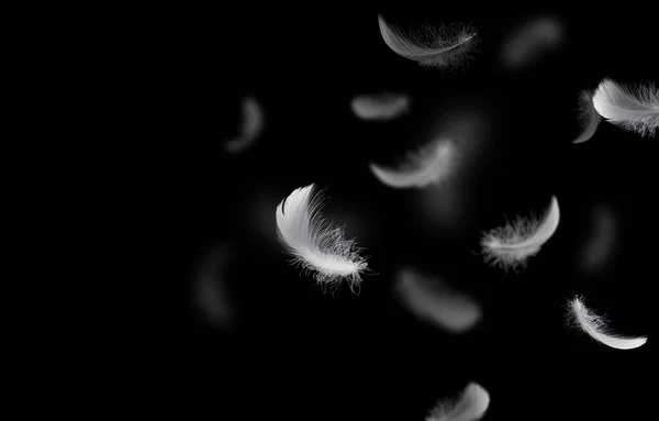 Abstracto Grupo Plumas Pájaro Blanco Flotando Oscuridad Pluma Cisne Sobre —  Fotos de Stock