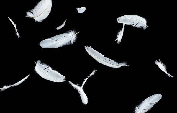 Abstracte Groep Witte Vogelveren Drijvend Het Donker Veren Zwarte Achtergrond — Stockfoto