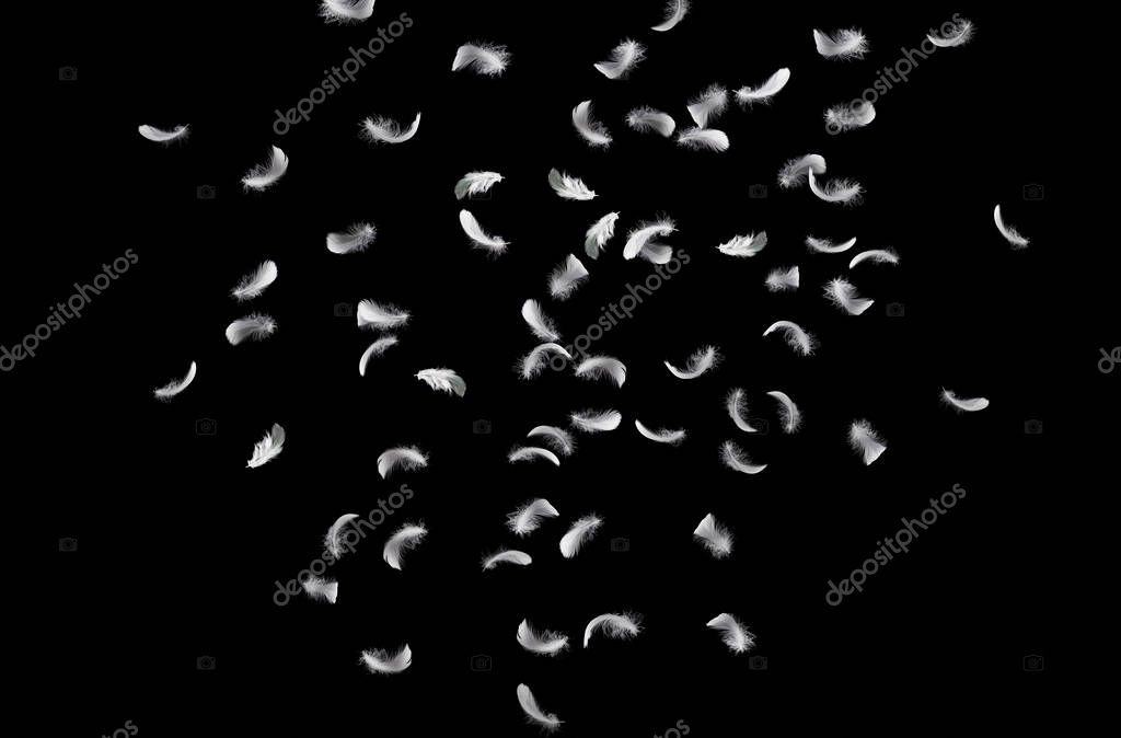 Abstract Down Feathers. Group of White Bird Feathers Falling in The Air. Swan Feather on Black Background.