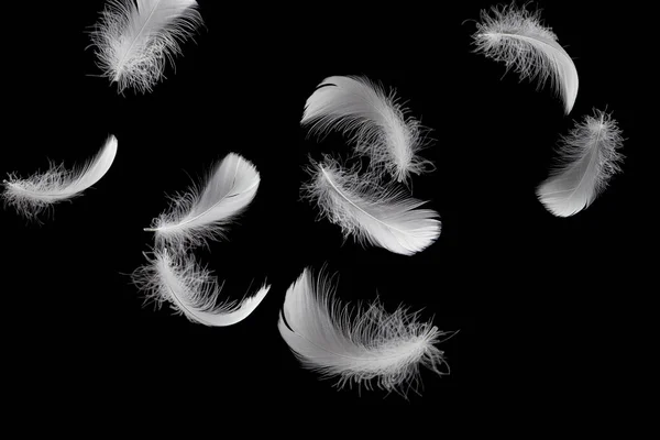 Abstract Feathers Grupo Plumas Blancas Fluffly Flotando Oscuridad Plumas Cayendo —  Fotos de Stock