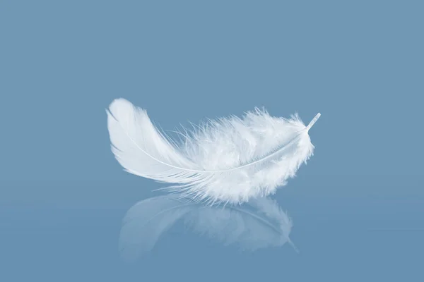 Plumas Fluffly Blancas Con Reflexión Pluma Cisne Sobre Fondo Azul —  Fotos de Stock