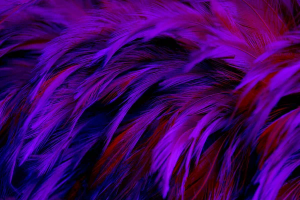 美丽的深紫色羽毛纹理古色古香背景 — 图库照片