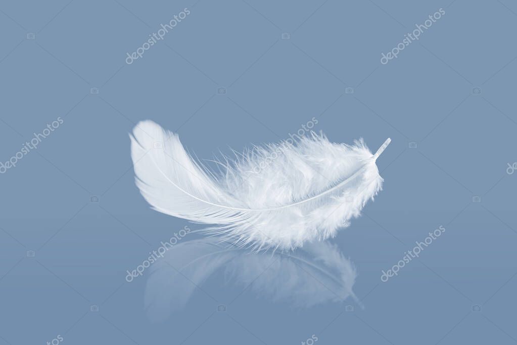 White Fluffly Feathers with Reflection. Swan Feather on a Blue Background