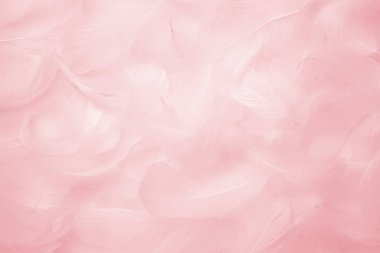 Pembe Tüyler Doku Arkaplanı. Kuğu Tüyleri