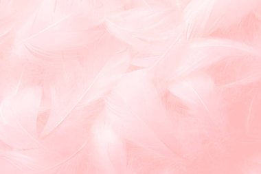 Pembe Tüyler Doku Arkaplanı. Kuğu Tüyleri