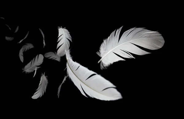 摘要白鸟羽毛在黑暗中飘浮 黑色背景的羽毛 — 图库照片