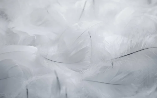 白羽のマクロテクスチャ背景 白鳥の羽 — ストック写真