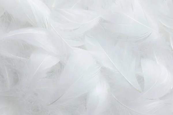 White Feathers Texture Background Swan Feathers — Stock Photo, Image