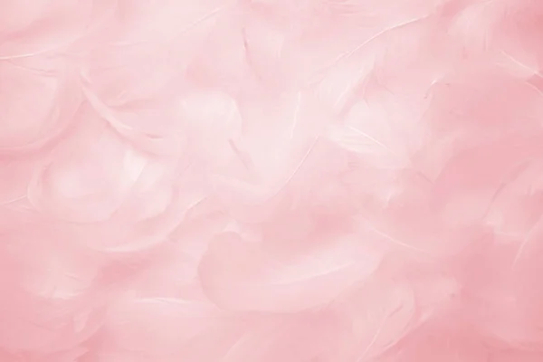 粉红羽毛纹理背景 天鹅羽毛 — 图库照片