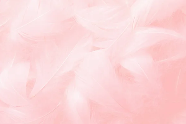 粉红羽毛纹理背景 天鹅羽毛 — 图库照片