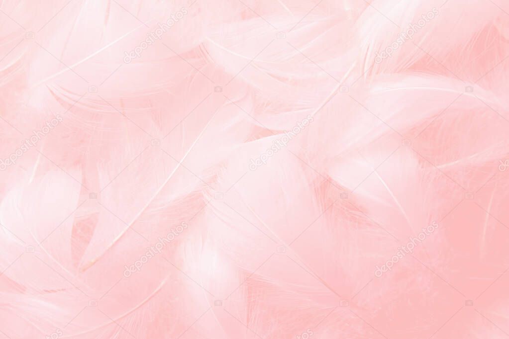 Pink Feathers Texture Background. Swan Feathers