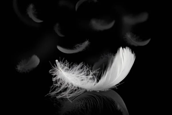 Down Feathers. Soft White Fluffly Feathers Falling in The Air. Floating Feather. Swan Feather on Black Background.