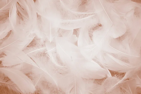 White Fluffly Feathers Texture Vintage Background Soft Swan Feathers — Stock Photo, Image