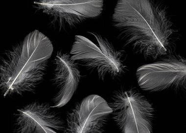 Siyah Arkaplanda Beyaz Kabarık Tüyler